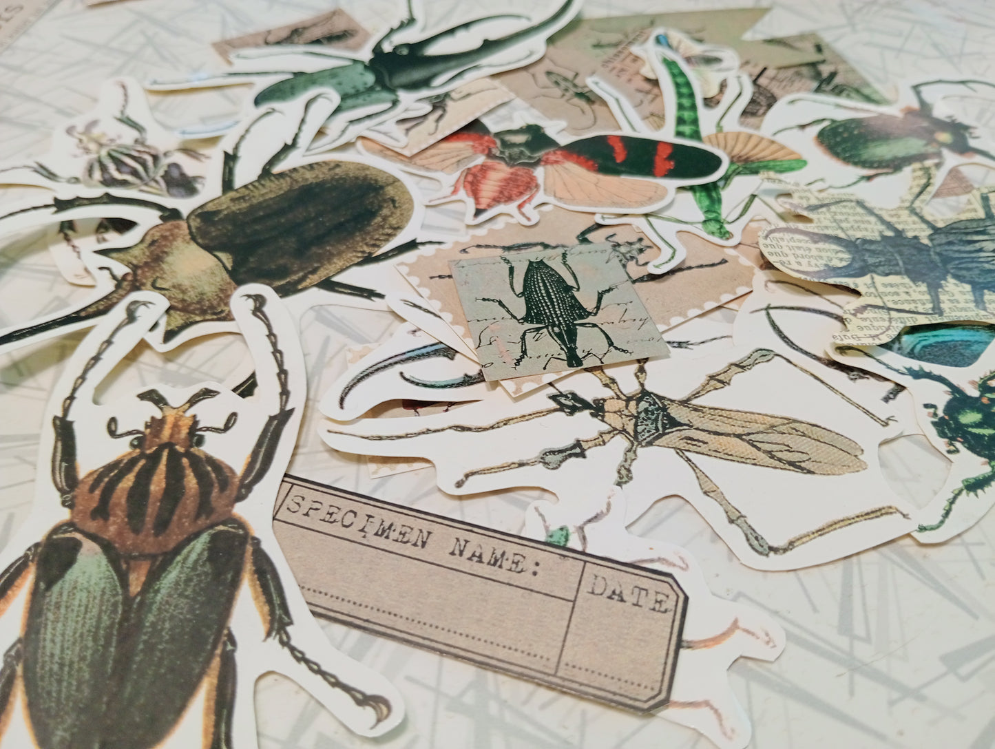 Beetles and Bugs