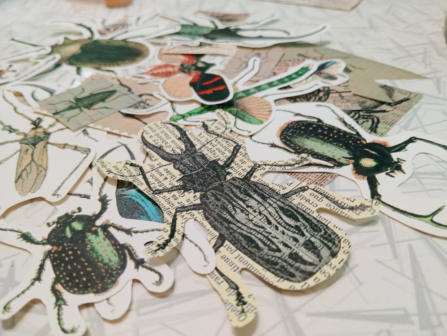 Beetles and Bugs
