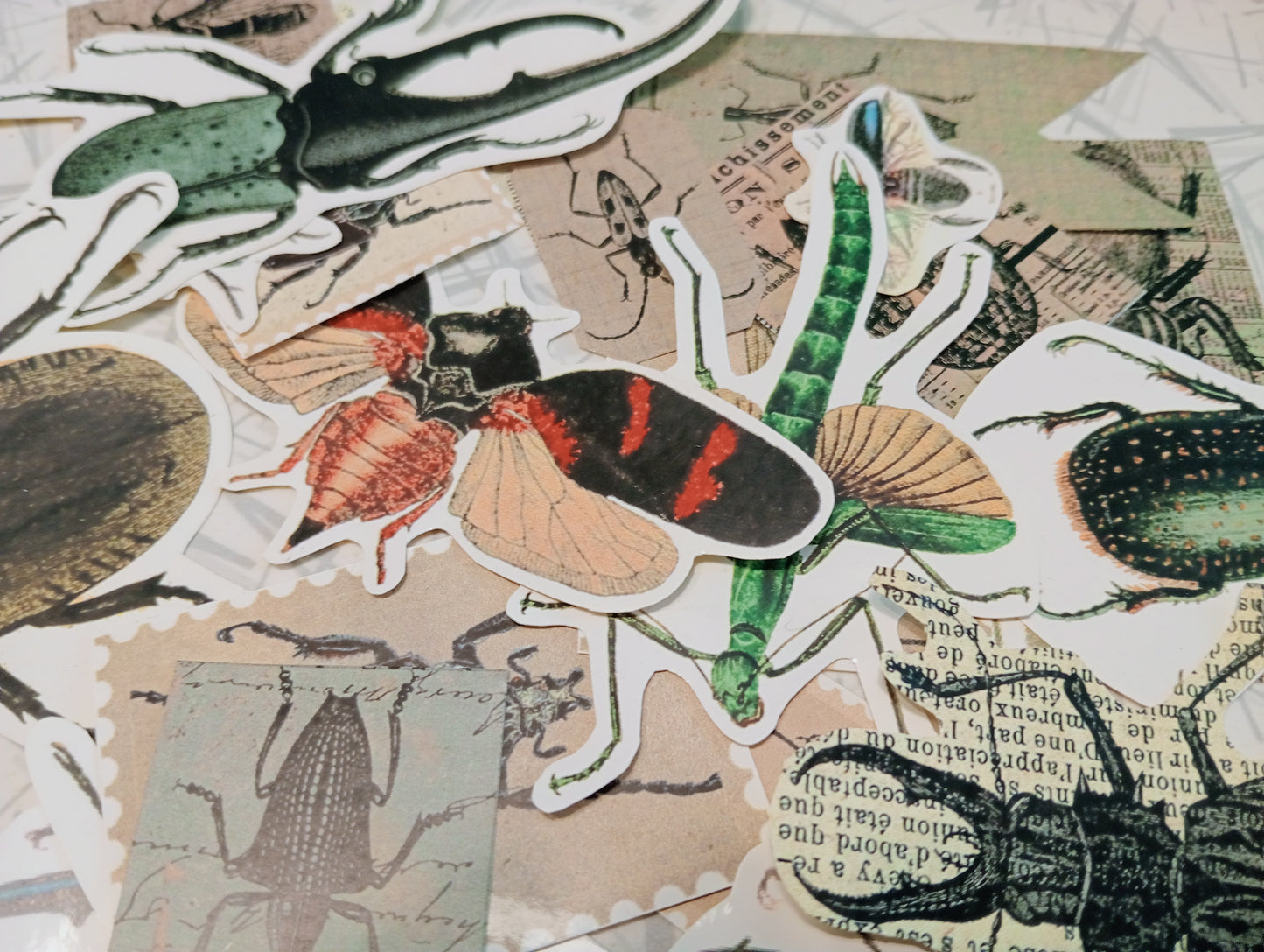 Beetles and Bugs